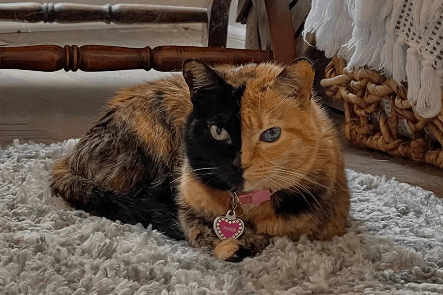 Venus, la gata dos caras