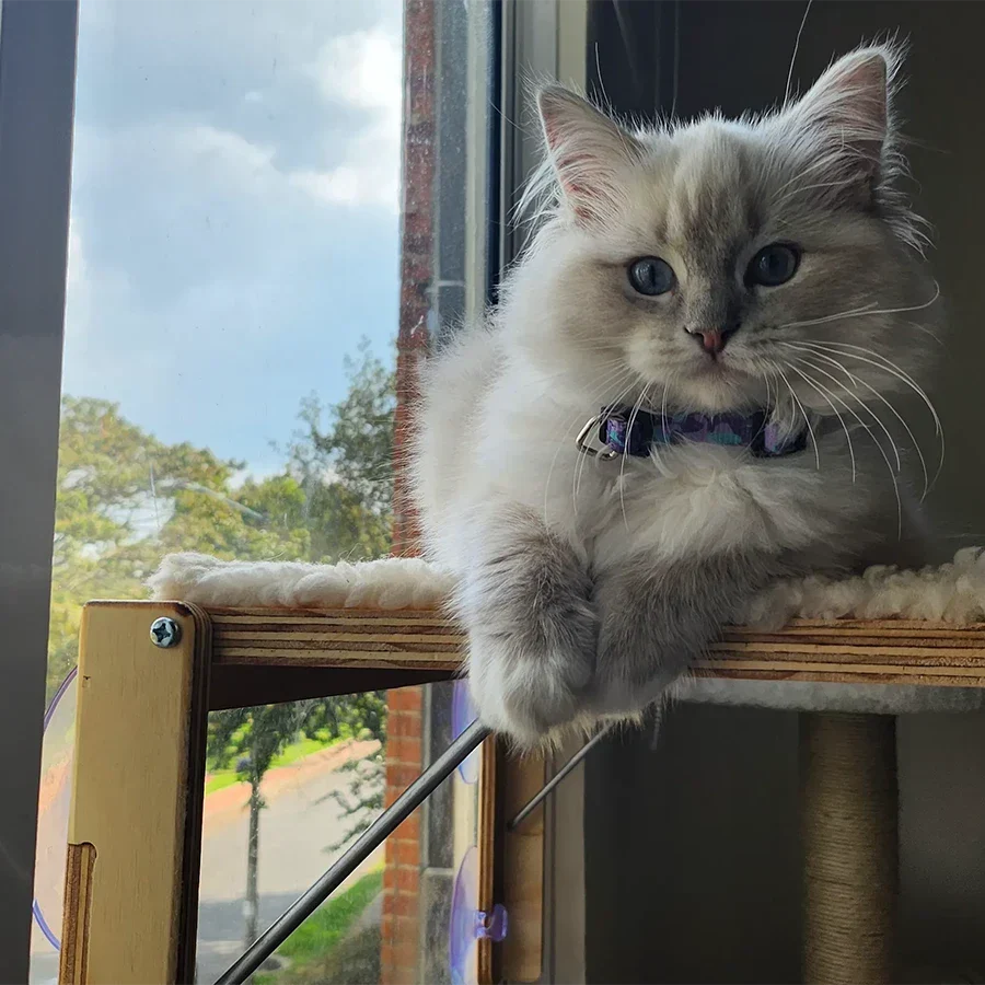 Gato usando un gimnasio de madera según su personalidad