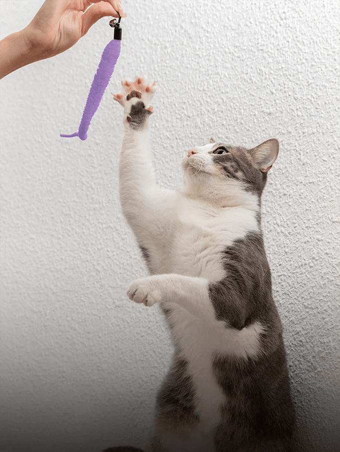 Entretenimiento Felino