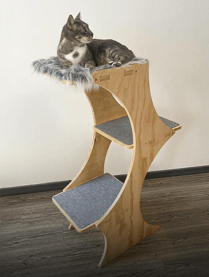 Gimnasios para Gatos