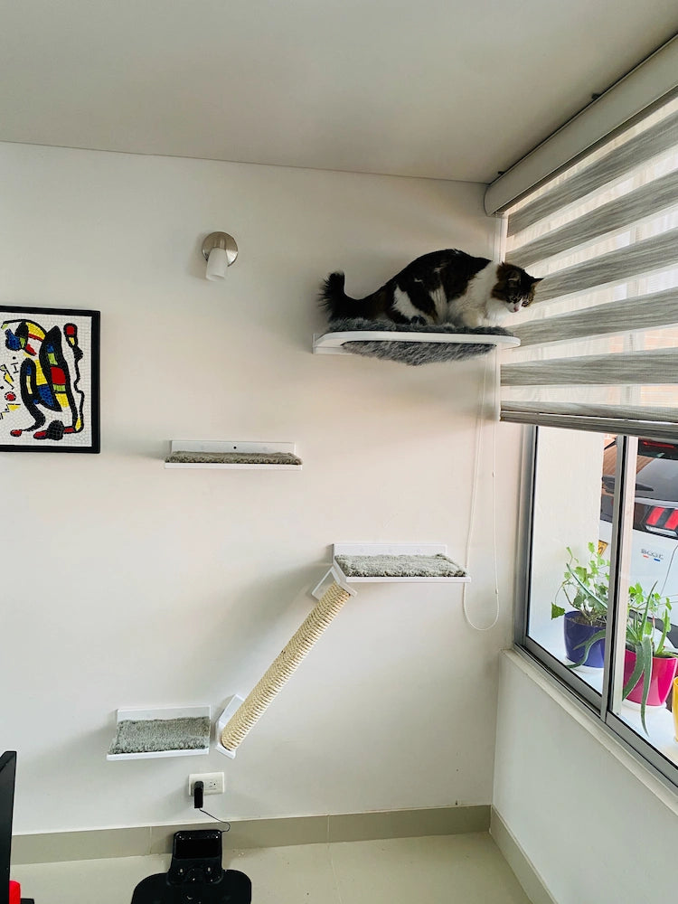 Combo Gato Ventanero