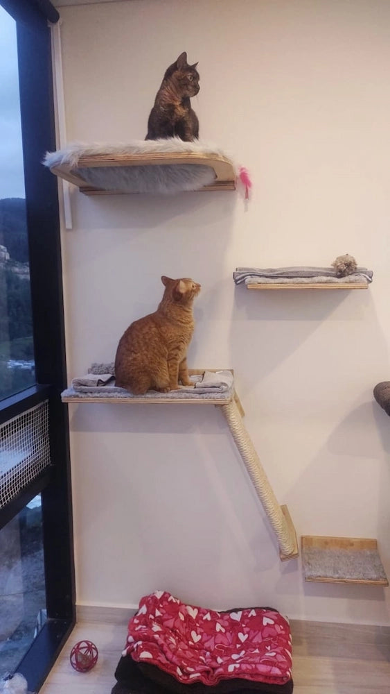 Combo Gato Ventanero