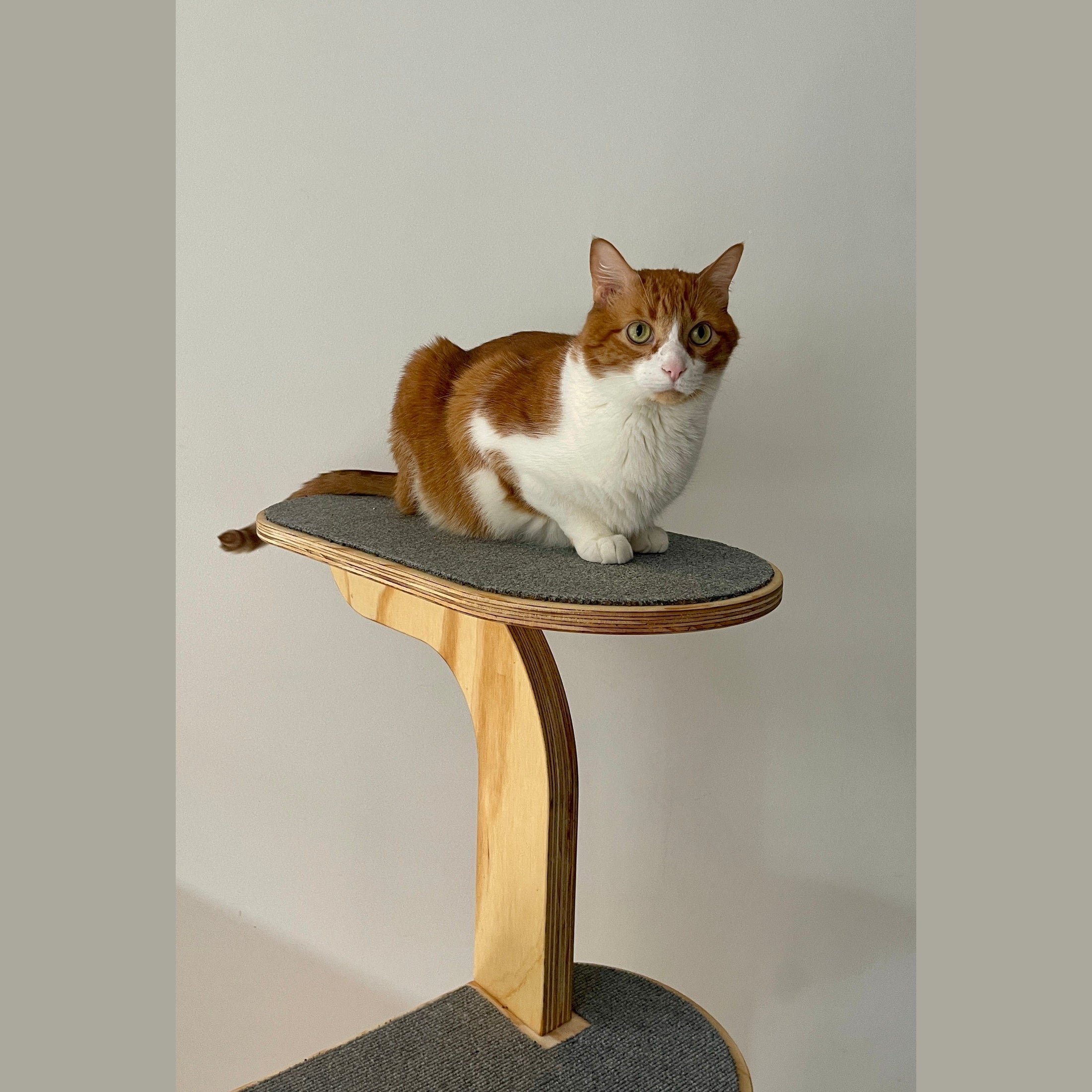 Gimnasio Capri