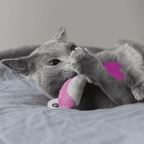 Juguetes Shrimpies para gatos – Pack de 2: Gato mordisqueando juguete de camarón rosa
