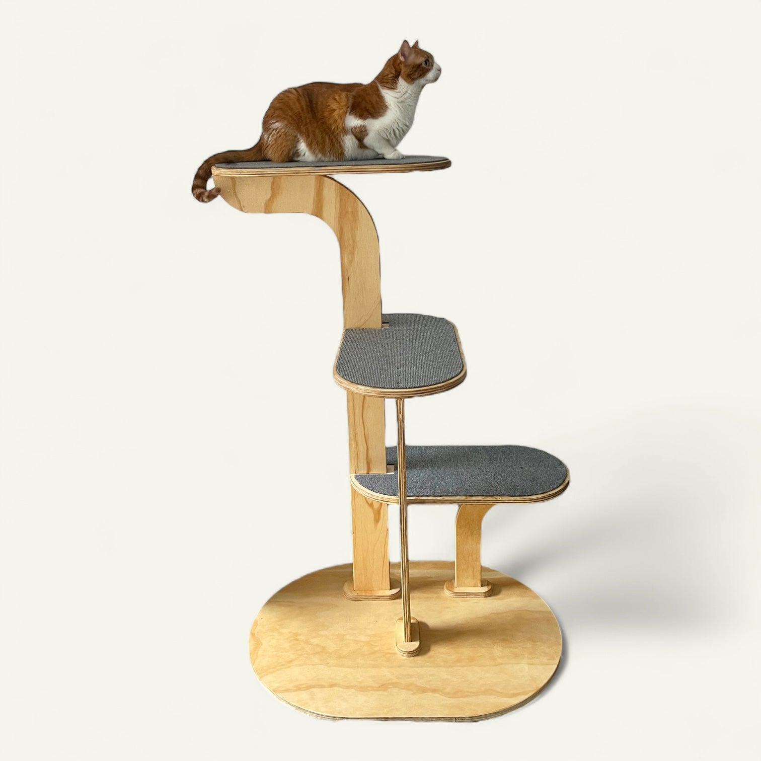 Gimnasio Capri