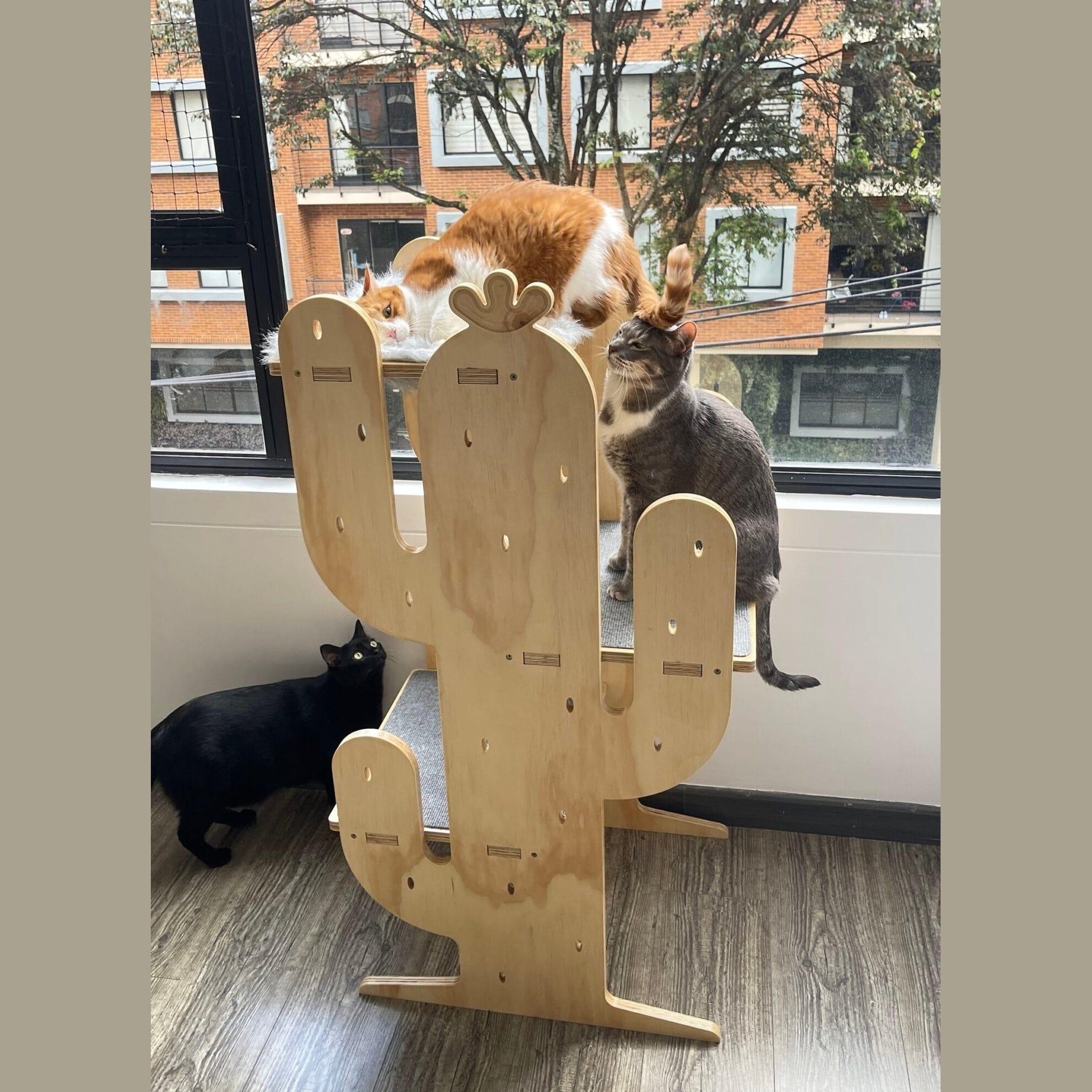 Gimnasio Cactus