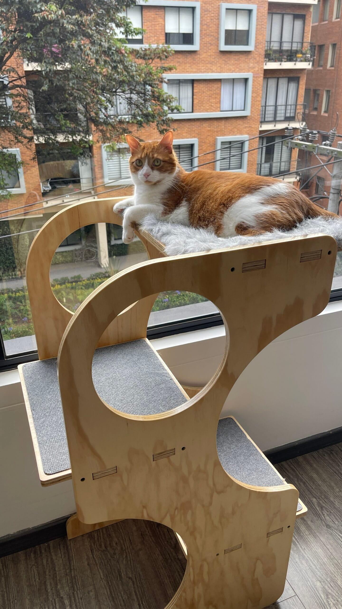 gimnasio para gatos - gimnasios para gato - gimnasios para gatos - bogota - gatificando