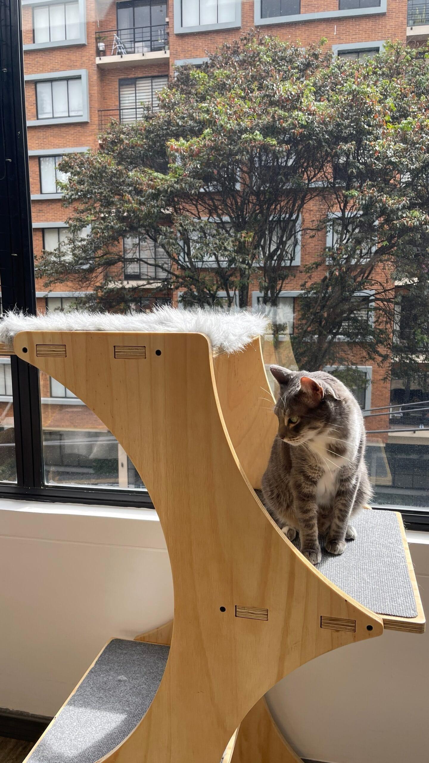 gimnasio para gatos - gimnasios para gato - gimnasios para gatos - bogota - gatificando