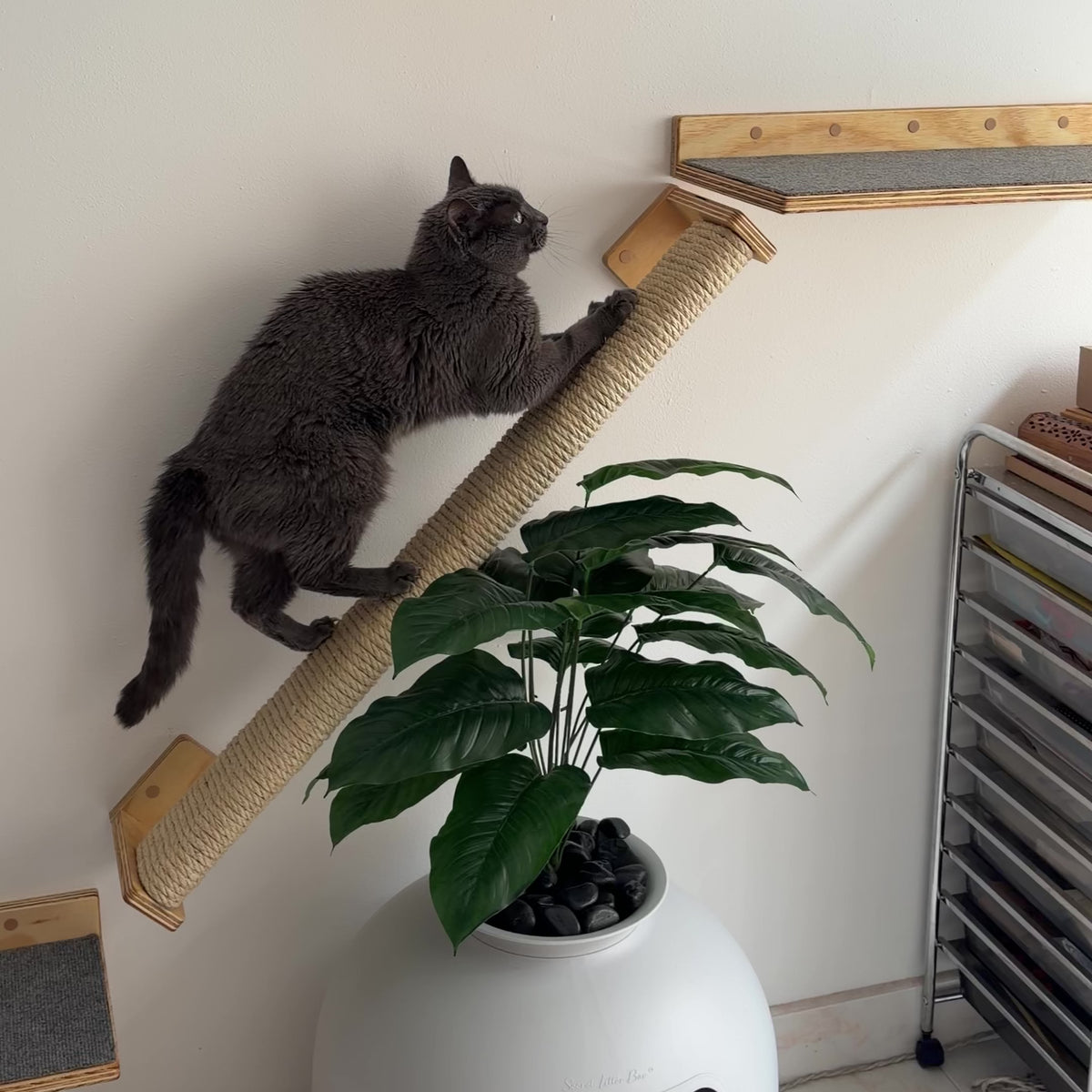 Rascador Escalador para Gatos