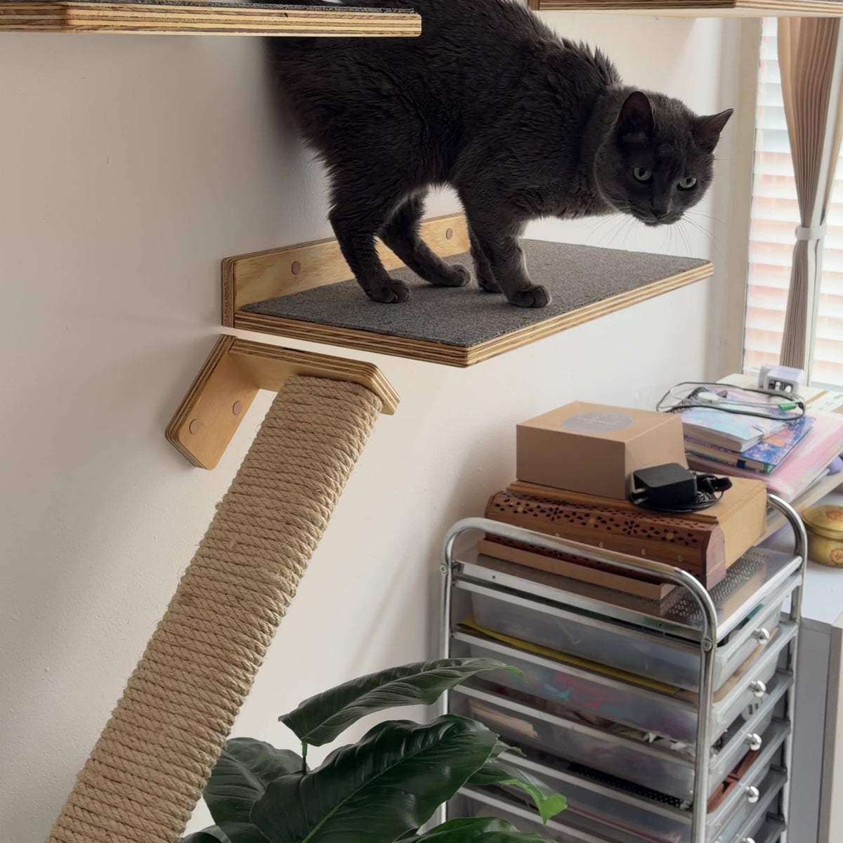 Rascador Escalador para Gatos